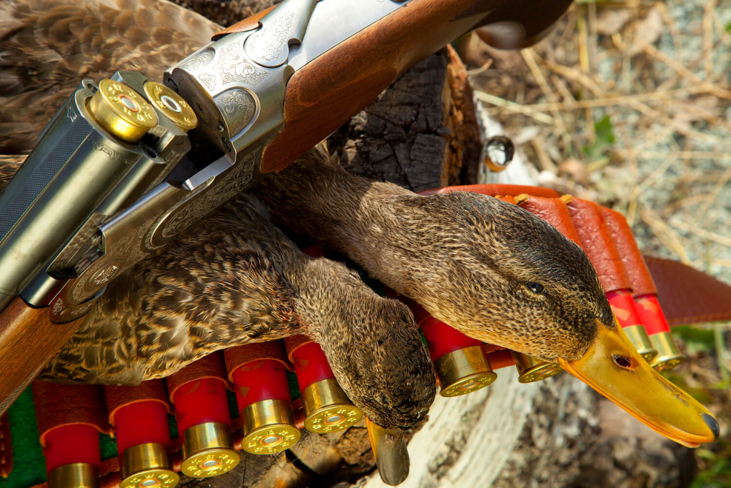 Best Shotguns for Waterfowl Hunting Kaska Goose Lodge